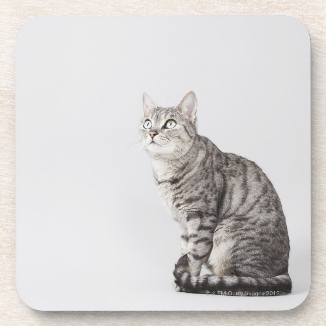 Cat looking up coaster (Front)