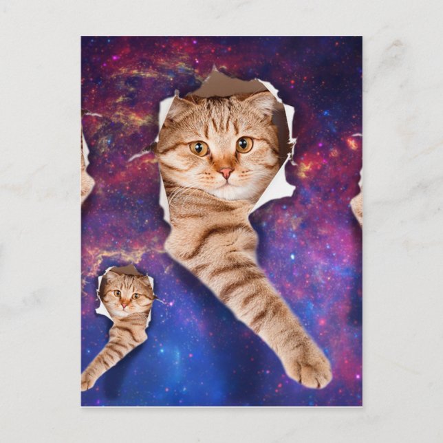 Cat looking up in space side torn hole postcard (Front)