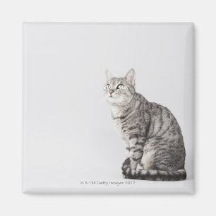 Cat looking up magnet