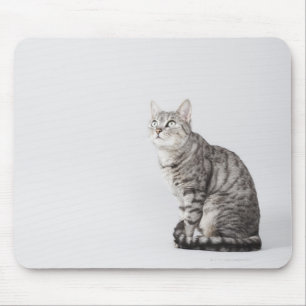 Cat looking up mouse pad