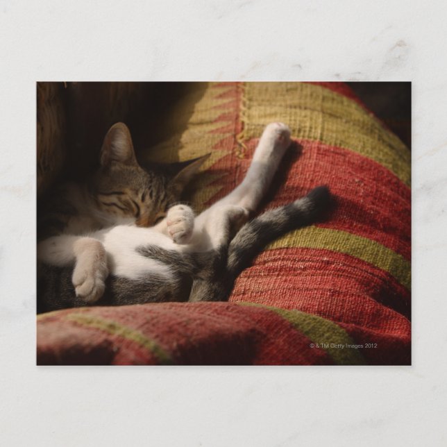 Cat Lounging Postcard (Front)