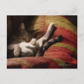 Cat Lounging Postcard
