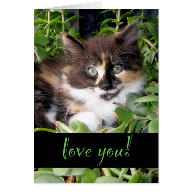 Cat Love Card (Front)