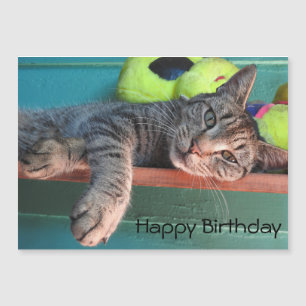 Cat Love Happy Birthday