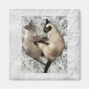 Cat love magnet