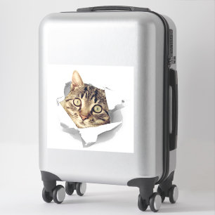 Cat Lovers Face Fun