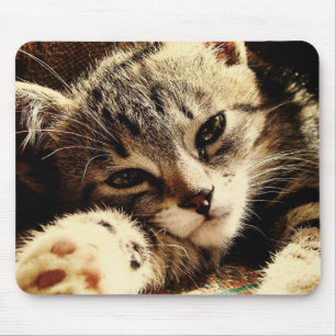 Cat Lovers Mouse Pad