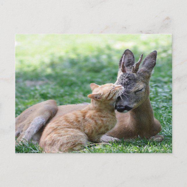 cat loves a deer postcard (Front)