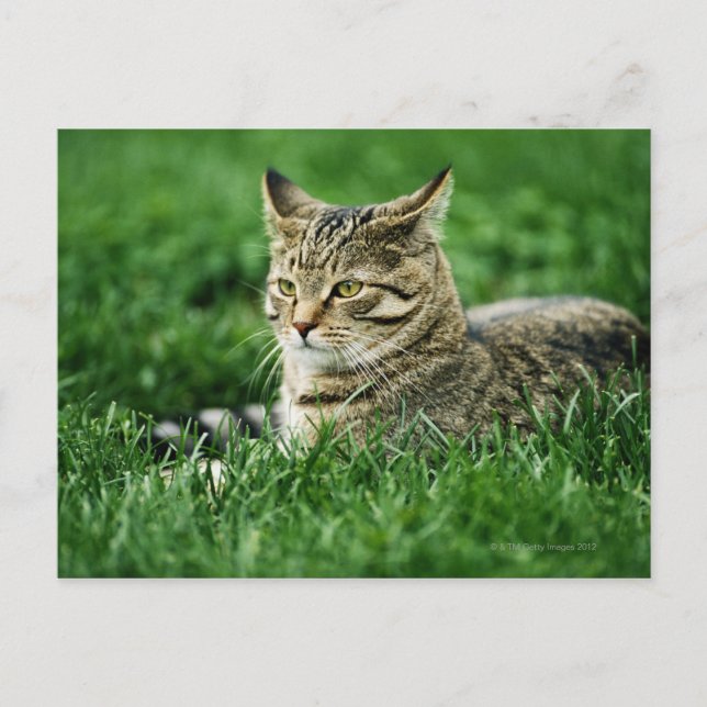 Cat lying in grass postcard (Front)