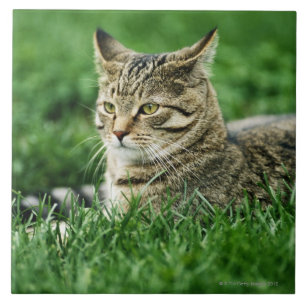 Cat lying in grass tile
