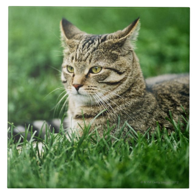 Cat lying in grass tile (Front)