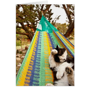 Cat lying in Mayan Mexican hammock