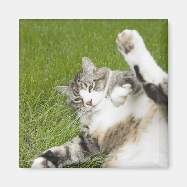 Cat lying on grass, close-up magnet (Front)