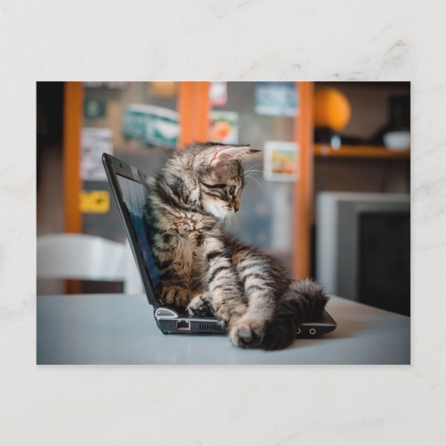 Cat Lying on Notebook Postcard (Front)