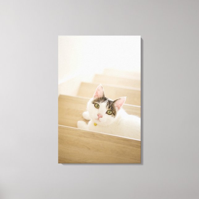 Cat lying on stairs canvas print (Front)