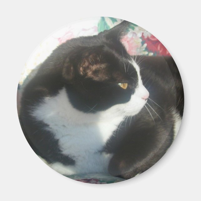 Cat Magmet Magnet (Front)