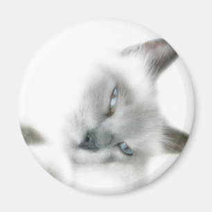 Cat Magnet
