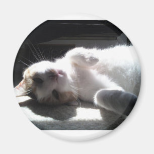 cat magnet