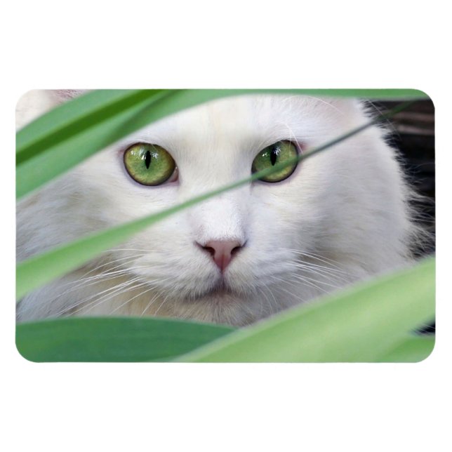 Cat  magnet (Horizontal)
