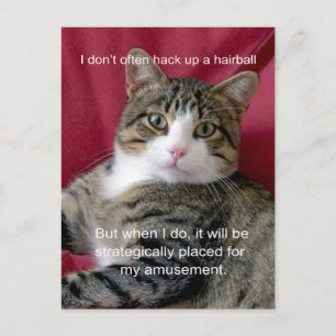 Cat Meme Postcard