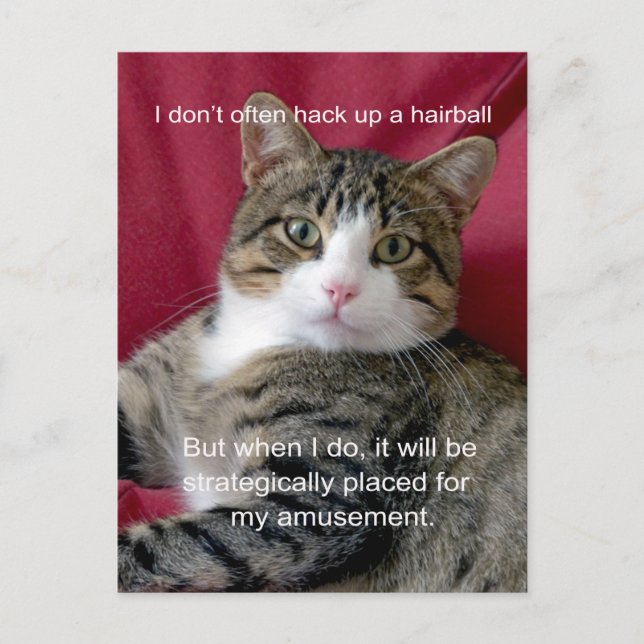 Cat Meme Postcard (Front)