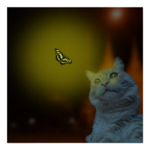 Cat Mesmerised By Butterfly, Poster