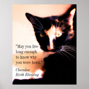 Cat Messenger Poster