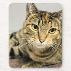 Cat Mouse Pad