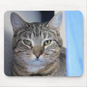 Cat Mouse Pad