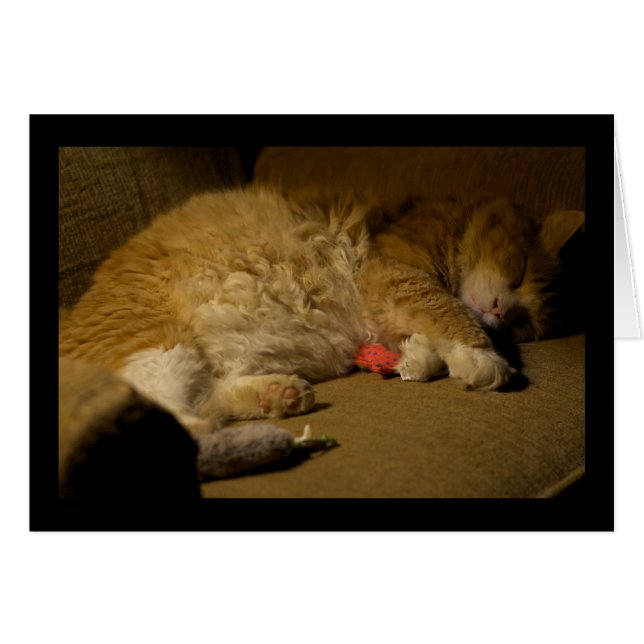 Cat Nap (Front Horizontal)