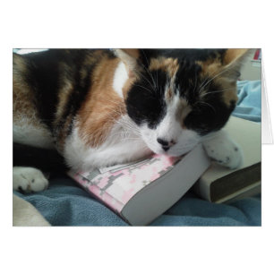 cat nap