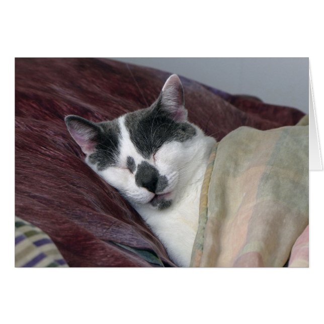 Cat Napping (Front Horizontal)