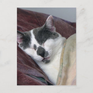 Cat Napping Postcard