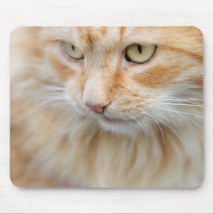 Cat, nature, kitten mouse pad