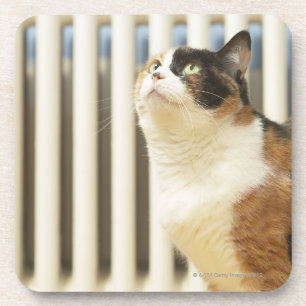 Cat next to radiator coaster