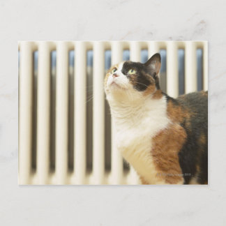 Cat next to radiator postcard