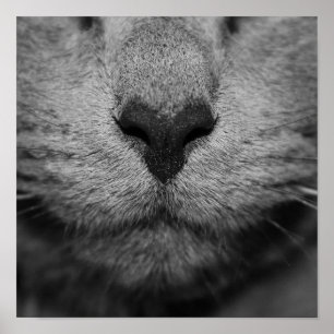CAT NOSE IN BLACK AND WHITE POSTER