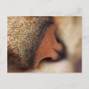 Cat nose postcard