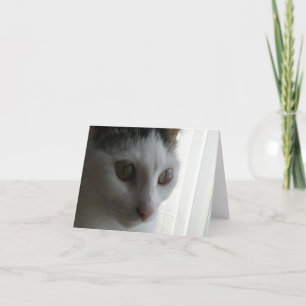 Cat note card