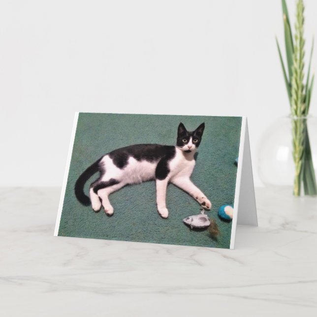 Cat Note Cards (Front)