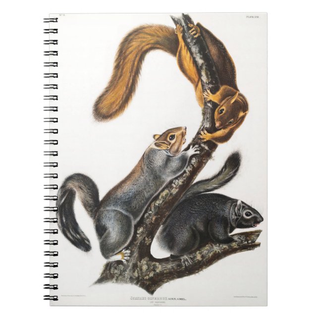 Cat of North America by John James Audubon Notebook (Front)
