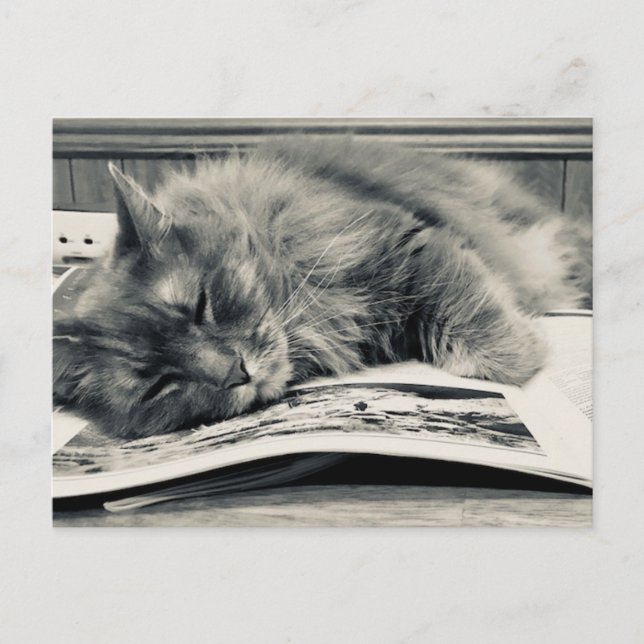 "Cat on a Book" Photo Postcard (Front)