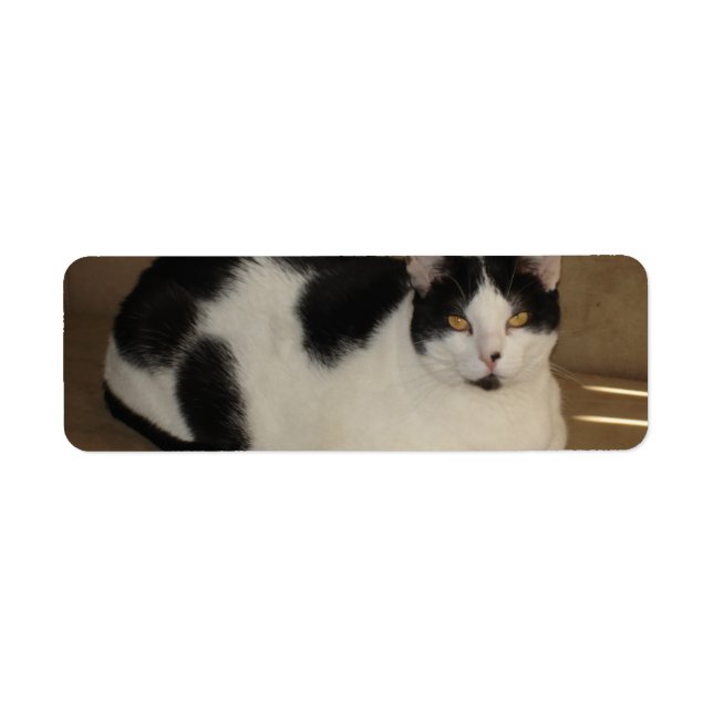 Cat On A Couch (Front)