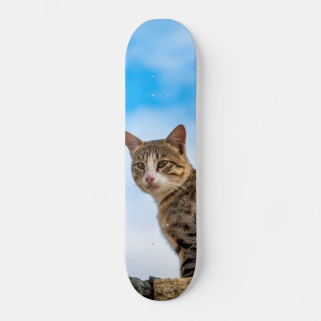 Cat on a wall skateboard (Front)