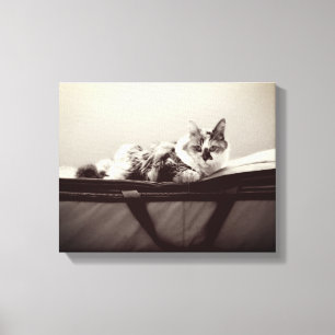 Cat on Bag Canvas Print