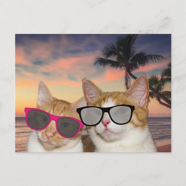 CAT ON BEACH 'CAT COUPLE' VACATION Postcards (Front)