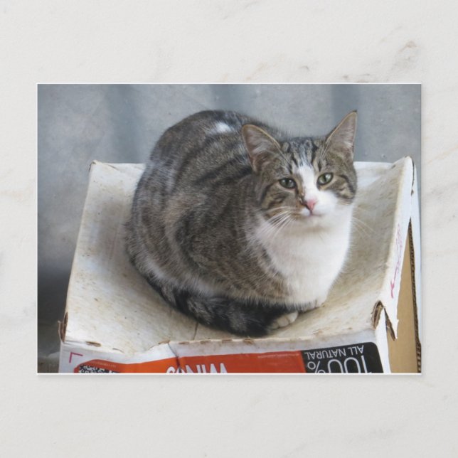 Cat On Box Postcard (Front)