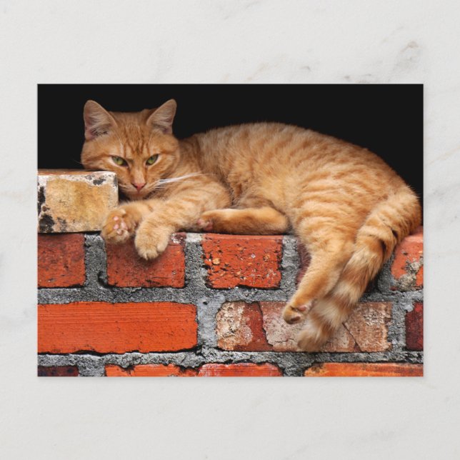 Cat on Brick Wall Postcard (Front)
