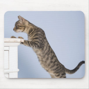 Cat on Chair, Dusseldorf, North Mouse Pad