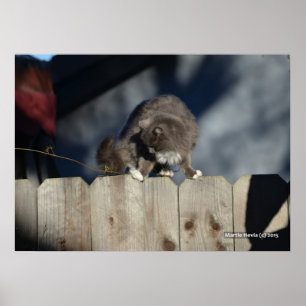 Cat on Fence (11) Poster